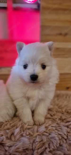 Pomeranian Zwergspitz  Bild 8