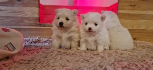 Pomeranian Zwergspitz  Bild 7