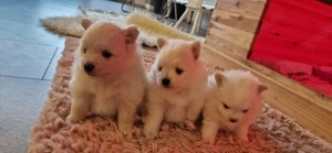 Pomeranian Zwergspitz  Bild 5