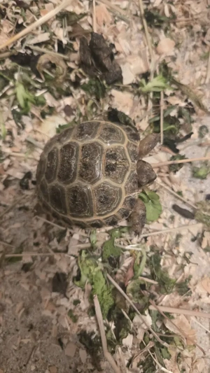 Gebe Nachzucht von 2025 ab
