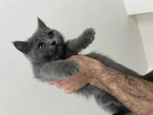 Wunderschöne Kätzchen BKH x Ragdoll   liebevolle Familien gesucht 