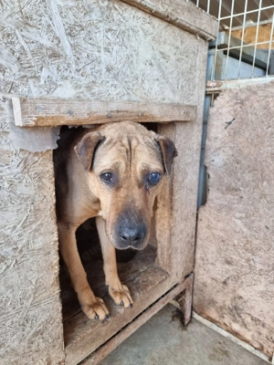 Szilva,zzt. in Ungarn,  Besitzer ist gestorben, kann die Gene des Shar-Pei nicht verleugnen