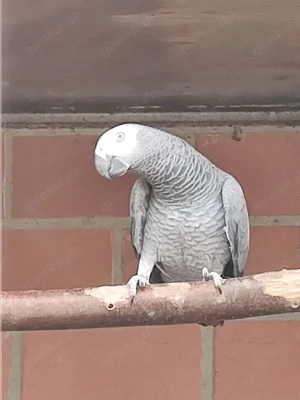 1.1Graupapageien,tausch