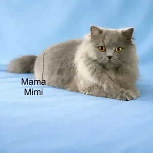 BKH und BLH kitten mit Stammbaum