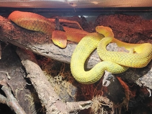 Atheris Paar 3 Jahre alt 