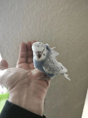 Wellensittiche Hagoroma 