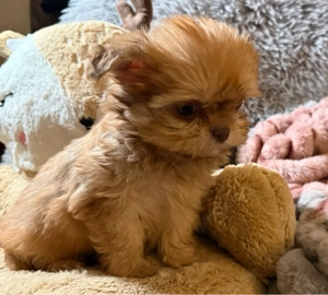 ShiTzu Mix Hündin abzugeben