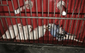 Hagoromo Wellensittich