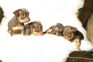 Wunderschöner Wurf Russkiy Toy Welpen zu verkaufen