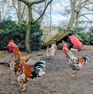 Schwedischer Blumenhahn  Junghahn Bild 3