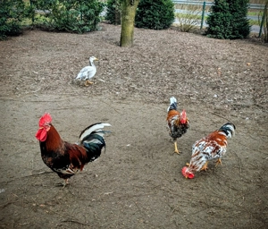 Schwedischer Blumenhahn  Junghahn Bild 2