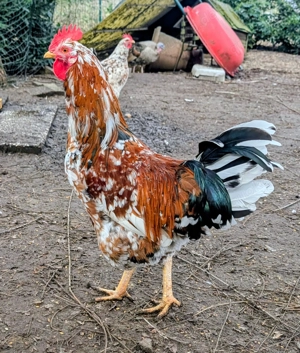 Schwedischer Blumenhahn  Junghahn