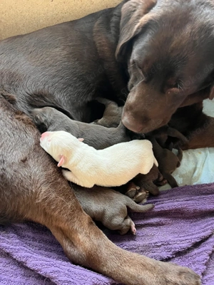 Labrador Welpen Reinrassig Arbeitslinie 