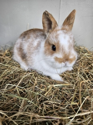 Zwergkaninchen suchen ein liebevolles Zuhause!