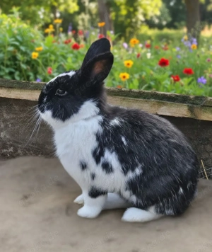 Sanfter Charakterkopf  Oreo  sucht sein Zuhause!