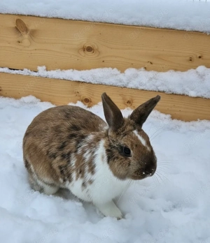 Sanftes Zwergkaninchen Mucki sucht Zuhause