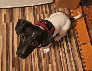 Jack Russel Mix Hündin 5 Monate alt 