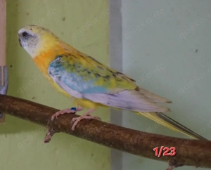 Glanzsittiche anzugeben 