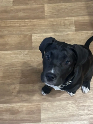 Süßer Labbi Mix  Bobby  sucht ein liebevolles Zuhause