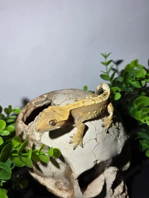 Flame   Harlequin Kronengecko 1.0