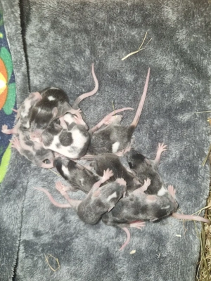 Futtermäuse regelmäßig Bild 3