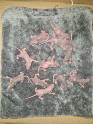 Futtermäuse regelmäßig Bild 2