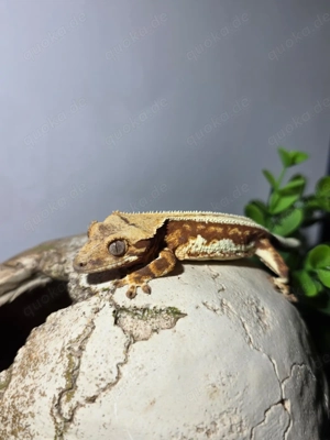 Flame   Harlequin (partiell Pinstripe) Kronengecko 0.1 