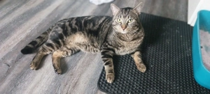 Tiger 3 Jahre alt sucht neues Zuhause