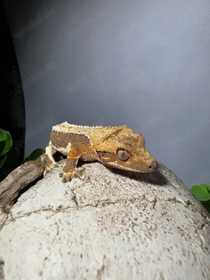 Orange Harlequin   Flame (partial Pinstripe) Kronengecko 0.1