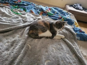 wurfankündigung katzen