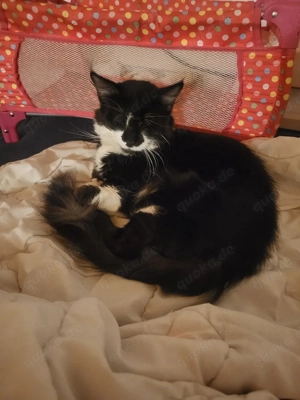    Wurfankündigung BKH   Maine Coon Kitten   