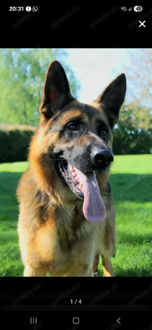 Wurfankündigung Landseer   Neufundländer schäferhund  Welpen 