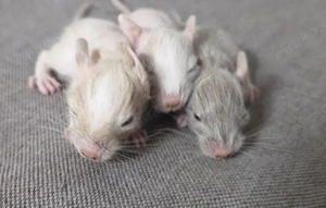 Degu - Unser Nachwuchs sucht ein artgerechtes, liebes Zuhause 