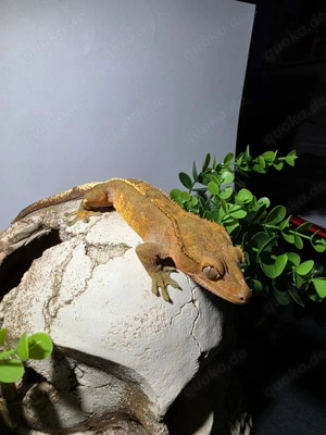 Orange Flame   leichter Harlequin (mit Pinstripe-Ansatz) Kronengecko 1.0