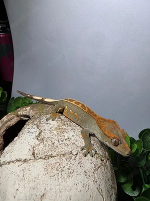 Orange Harlequin   Flame (partial Pinstripe möglich) Kronengecko 0.1
