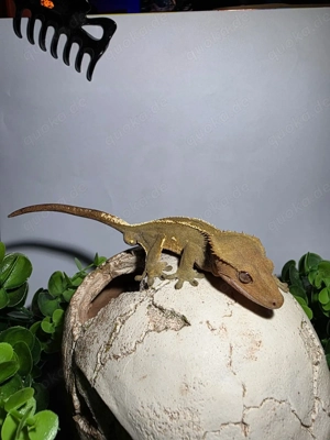 Flame   Harlequin (Partial Pinstripe) Kronengecko 1.0