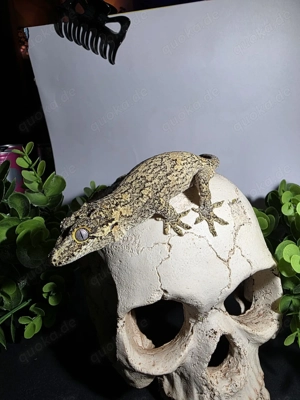 Höckerkopfgecko (Rhacodactylus auriculatus) 0.1