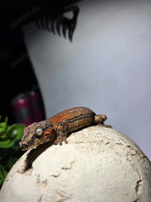 Orange Red Tiger (Brindle) Höckerkopfgecko (Rhacodactylus auriculatus) 0.1