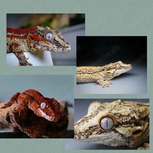Gecko Höckerkopfgecko 