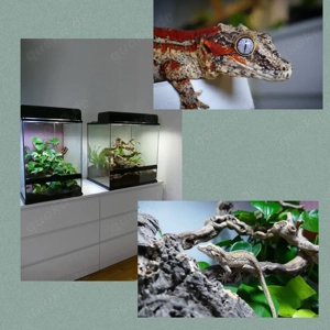 gecko Höckerkopfgecko mit Exo Terra Terrarium 