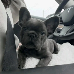 French Bulldog puppies 