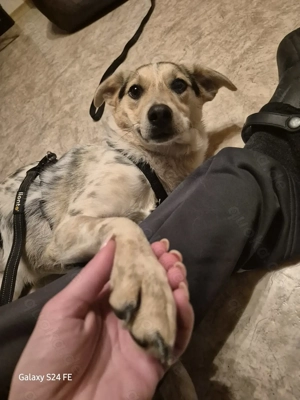 Harley   Ein sanftes Hundemädchen sucht ihr Herzenszuhause