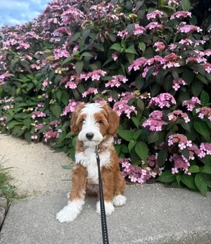 Golden Doodle puppies 