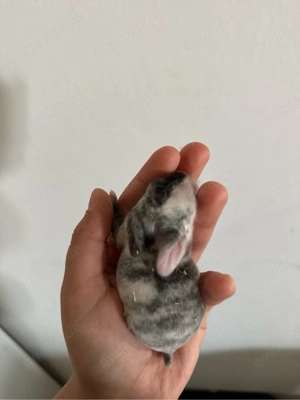 kaninchen babys 