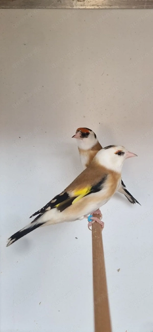 stieglitz Adkerjopf natur kleine major Art