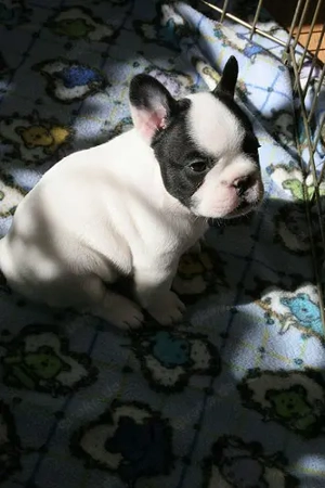 Wunderschöne Französische Bulldoggen-Welpen suchen ein liebevolles Zuhause! 