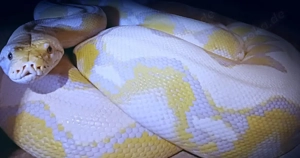 Netzpython (1,0 3m+)