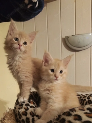 Zuckersüße Maine Coon Kitten 