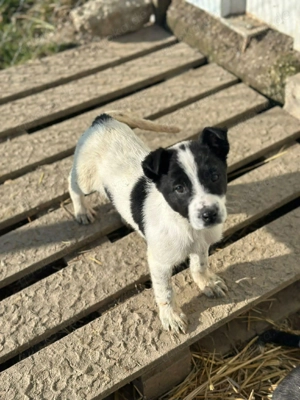 Xia, klein, verschmust, liebenswert sucht ihre Menschen