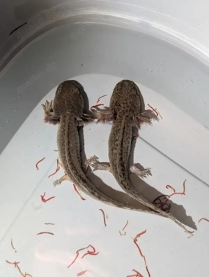 Sonderangebot 100  für 4 Axolotl Jungtiere ca 10-12 cm  ,al#@